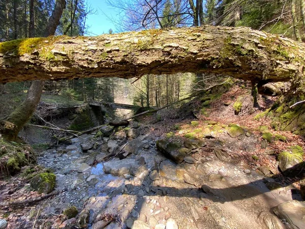 Ruisseau Forestier Alpin Torrentiel Chrideggbach Sur Les Pentes Massif Montagneux — Photo