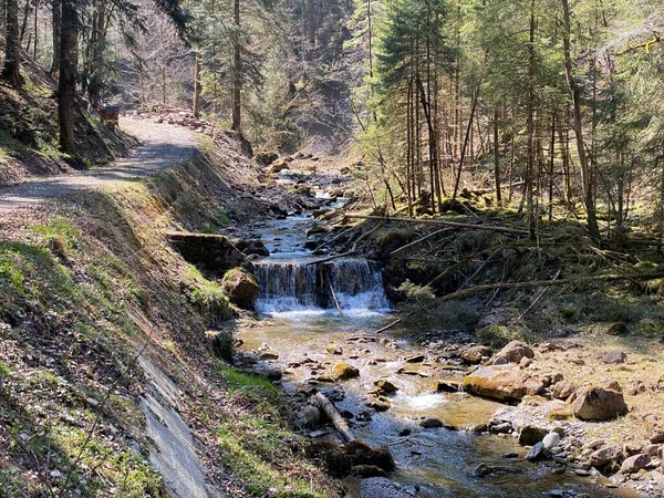 Waldalmbach Fischebach Den Hängen Des Schweizer Bergmassivs Pilatus Schwarzenberg Kanton — Stockfoto