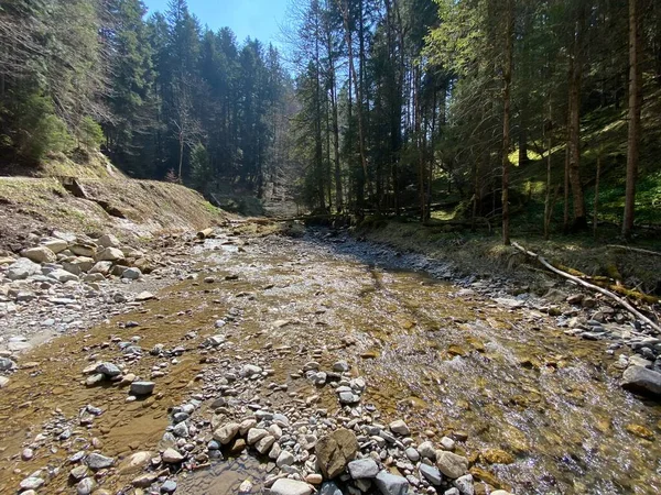 Bosque Río Alpino Fischebach Las Laderas Del Macizo Montañoso Suizo — Foto de Stock