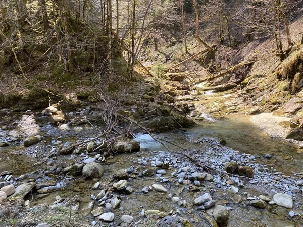 Ruisseau Alpin Forestier Fischebach Sur Les Pentes Massif Montagneux Suisse — Photo