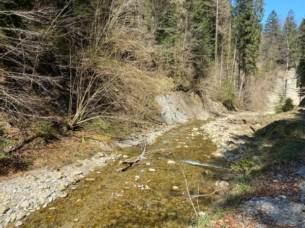 Bosque Río Alpino Fischebach Las Laderas Del Macizo Montañoso Suizo —  Fotos de Stock