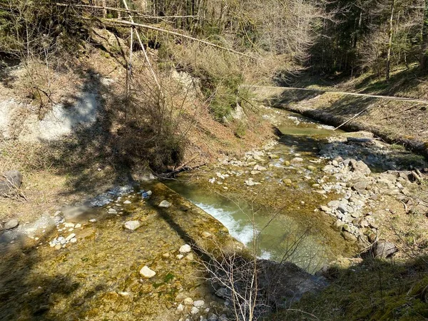 Fluxo Alpino Florestal Fischebach Nas Encostas Maciço Montanhoso Suíço Pilatus — Fotografia de Stock