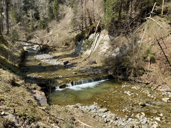 Δασικό Αλπικό Ρεύμα Fischebach Στις Πλαγιές Του Ελβετικού Ορεινού Όγκου — Φωτογραφία Αρχείου