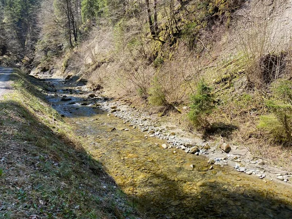 Fluxo Alpino Florestal Fischebach Nas Encostas Maciço Montanhoso Suíço Pilatus — Fotografia de Stock