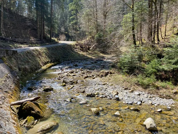 Ruisseau Alpin Forestier Fischebach Sur Les Pentes Massif Montagneux Suisse — Photo