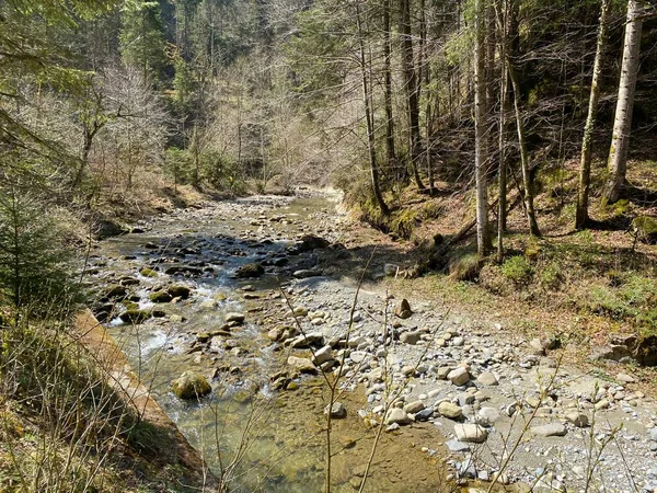 Bosque Río Alpino Fischebach Las Laderas Del Macizo Montañoso Suizo —  Fotos de Stock