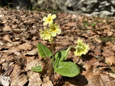 Cowslip çuha çiçeği (Primula veris Primula officinalis), die Echte Schluesselblume (oder die Echte Schlusselblume), Barsunasta vesnaca, Pravi ili Ljekoviti jaglac