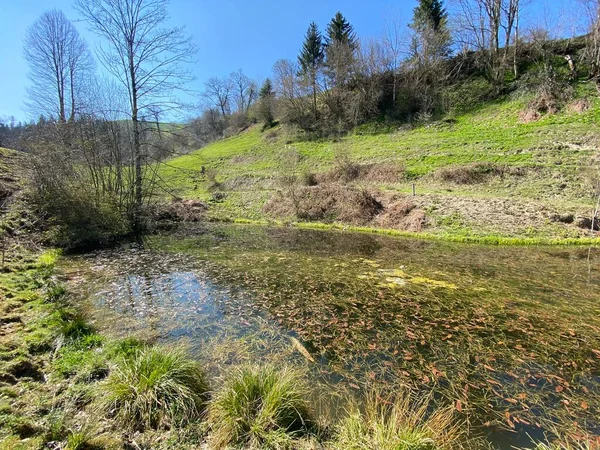 高山の牧草地の牛のための散水場所としての自然小さな沼や池 シュワルツェンベルクLu ルツェルン州 カントン ルツェルン スイス スイス — ストック写真