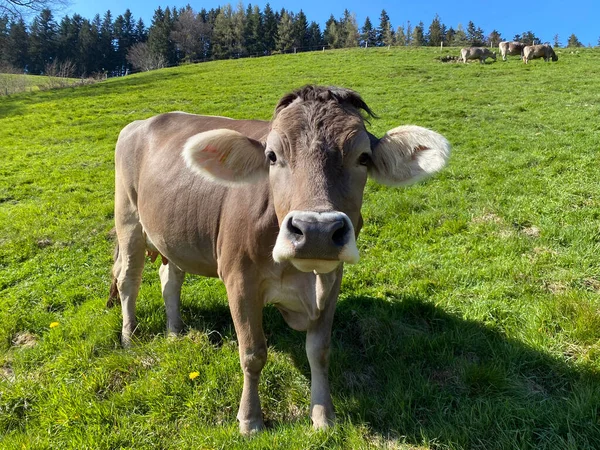 Krowy Łąkach Pastwiskach Zboczach Masywu Pilatus Oraz Dolinach Alpejskich Podnóża — Zdjęcie stockowe