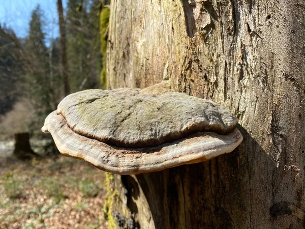 Chaga Pilz Familie Fomitopsidaceae Auf Einem Getrockneten Baumstamm Einem Subalpinen — Stockfoto