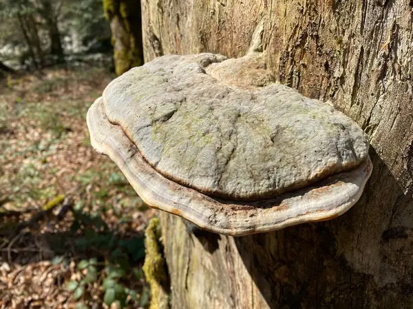 Chaga Mushroom Fomitopsidaceae Family Dried Tree Trunk Subalpine Forest Schwarzenberg — Stock Photo, Image