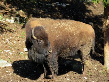 Amerikan bizonu (Bos bizonu), Amerikan Bizonu, der Amerikanische Bison oder Bueffel veya Bisons in the Zoo Juraparc Vallorbe - Vaud Kantonu, İsviçre (Kanton Waadt, Schweiz)