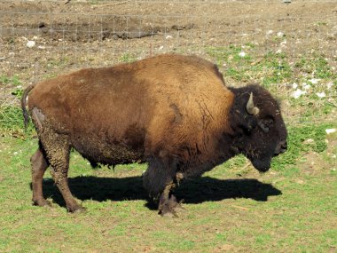 Amerikan bizonu (Bos bizonu), Amerikan Bizonu, der Amerikanische Bison oder Bueffel veya Bisons in the Zoo Juraparc Vallorbe - Vaud Kantonu, İsviçre (Kanton Waadt, Schweiz)