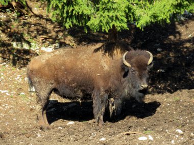 Amerikan bizonu (Bos bizonu), Amerikan Bizonu, der Amerikanische Bison oder Bueffel veya Bisons in the Zoo Juraparc Vallorbe - Vaud Kantonu, İsviçre (Kanton Waadt, Schweiz)