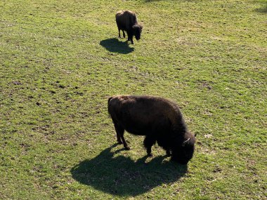 Amerikan bizonu (Bos bizonu), Amerikan Bizonu, der Amerikanische Bison oder Bueffel veya Bisons in the Zoo Juraparc Vallorbe - Vaud Kantonu, İsviçre (Kanton Waadt, Schweiz)