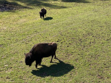 Amerikan bizonu (Bos bizonu), Amerikan Bizonu, der Amerikanische Bison oder Bueffel veya Bisons in the Zoo Juraparc Vallorbe - Vaud Kantonu, İsviçre (Kanton Waadt, Schweiz)