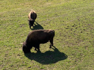 Amerikan bizonu (Bos bizonu), Amerikan Bizonu, der Amerikanische Bison oder Bueffel veya Bisons in the Zoo Juraparc Vallorbe - Vaud Kantonu, İsviçre (Kanton Waadt, Schweiz)