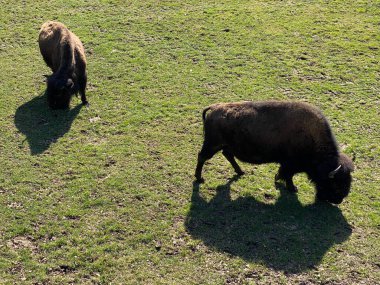 Amerikan bizonu (Bos bizonu), Amerikan Bizonu, der Amerikanische Bison oder Bueffel veya Bisons in the Zoo Juraparc Vallorbe - Vaud Kantonu, İsviçre (Kanton Waadt, Schweiz)