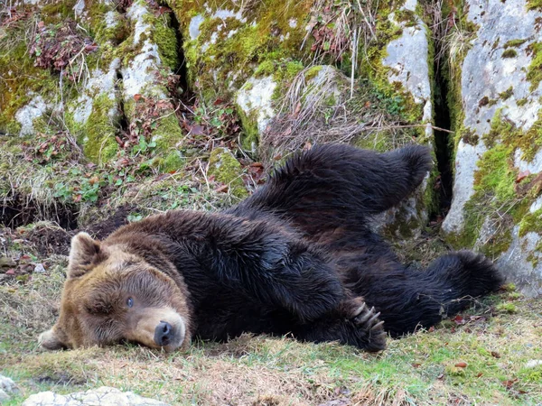 動物園の茶色のクマ ウルス アルコス ブラウンバールまたはヨーロッパのL Ours Brun Europeジュラパーク バローブ カントン ヴォー — ストック写真