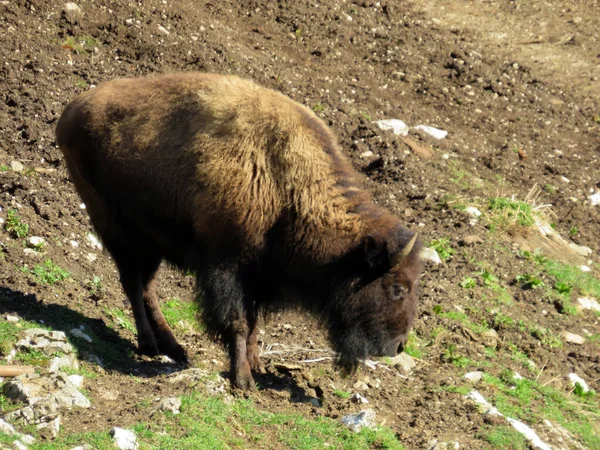 American Bison Bos Bison Bison American Buffalo Der Americanische Bison — ストック写真