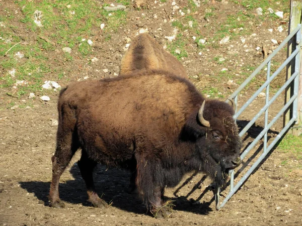 Американский Зубр Bos Bison Bison Американский Зубр Буффало Bos Bison — стоковое фото