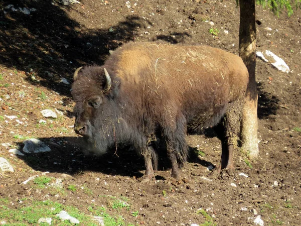 American Bison Bos Bison Bison American Buffalo Der Americanische Bison — ストック写真