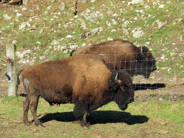 American Bison Bos Bison Bison American Buffalo Der Americanische Bison — ストック写真