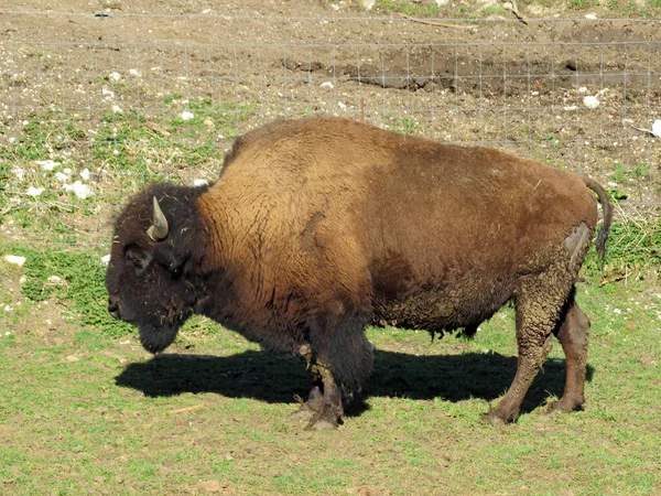 American Bison Bos Bison Bison American Buffalo Der Amerikanische Bison — Φωτογραφία Αρχείου