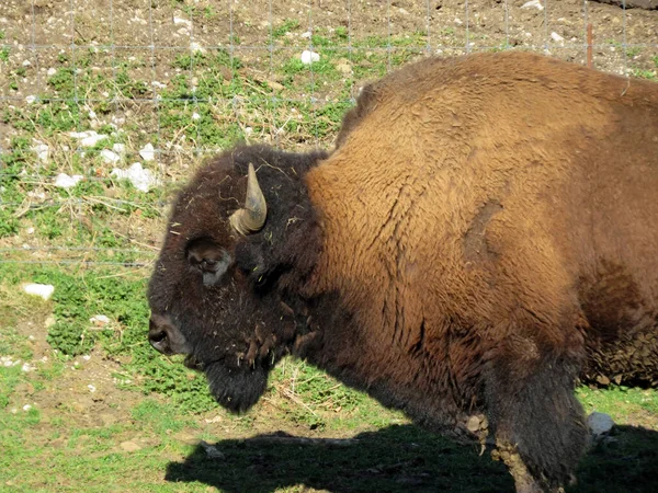 Amerikansk Bisonoxe Bos Bison Bison Amerikansk Buffel Der Amerikanische Bison — Stockfoto