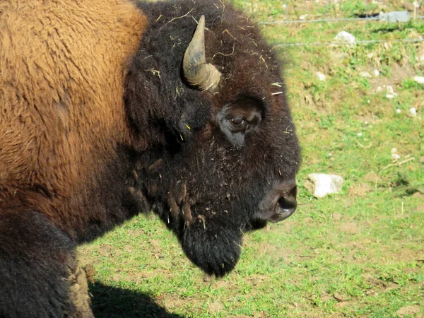 American Bison Bos Bison Bison American Buffalo Der Americanische Bison — ストック写真