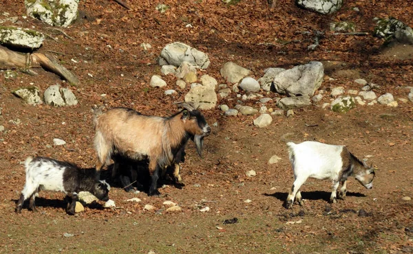 Burro Cabras Domésticas Sol Mañana Zoo Juraparc Vallorbe Cantón Vaud —  Fotos de Stock