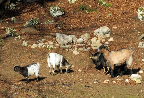 Donkey Domestic Goats Morning Sun Zoo Juraparc Vallorbe Canton Vaud — Stock Photo, Image