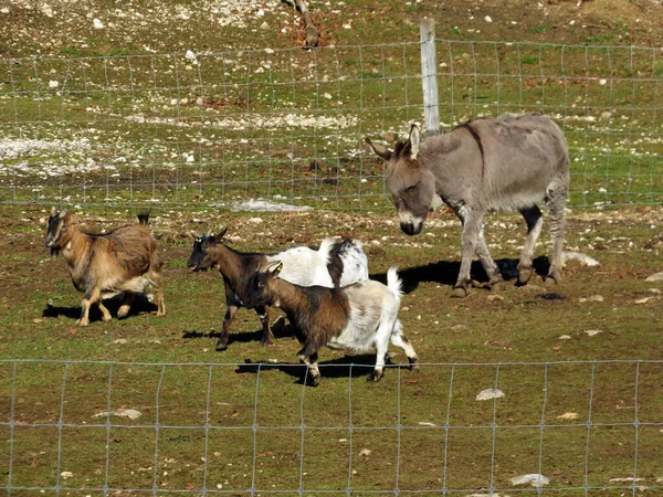 Burro Cabras Domésticas Sol Manhã Zoológico Juraparc Vallorbe Cantão Vaud — Fotografia de Stock