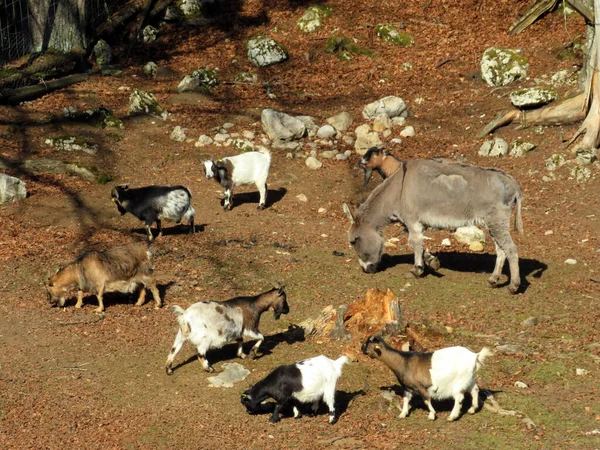 Asino Capre Domestiche Sole Del Mattino Nello Zoo Juraparc Vallorbe — Foto Stock