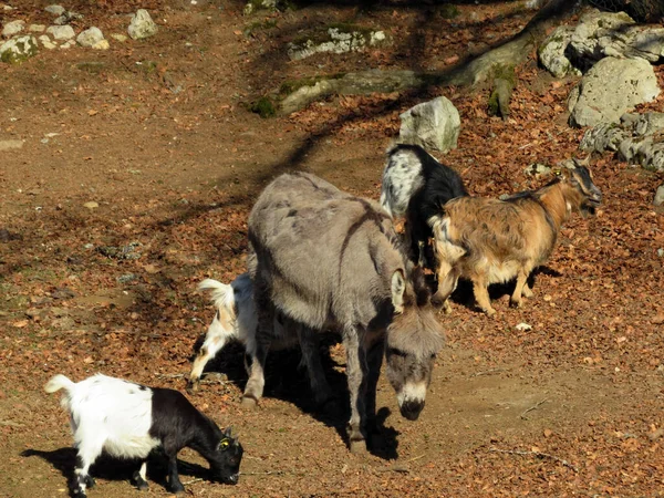 Osioł Kozy Domowe Słońcu Zoo Juraparc Vallorbe Kanton Vaud Szwajcaria — Zdjęcie stockowe