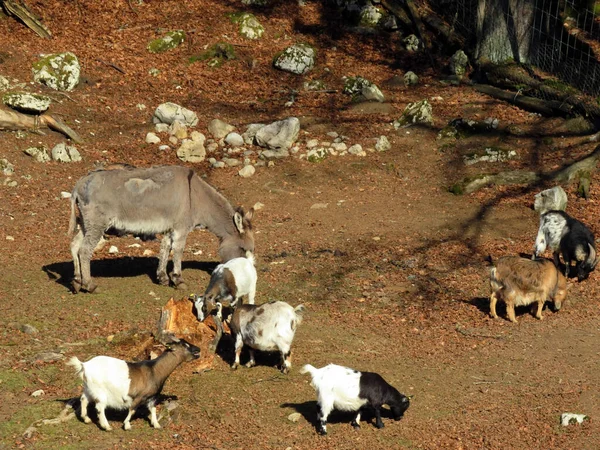 Osioł Kozy Domowe Słońcu Zoo Juraparc Vallorbe Kanton Vaud Szwajcaria — Zdjęcie stockowe