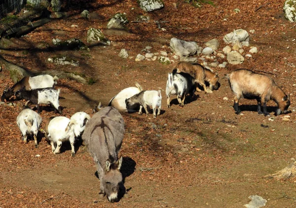 Burro Cabras Domésticas Sol Mañana Zoo Juraparc Vallorbe Cantón Vaud —  Fotos de Stock