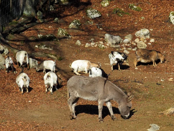 Burro Cabras Domésticas Sol Manhã Zoológico Juraparc Vallorbe Cantão Vaud — Fotografia de Stock