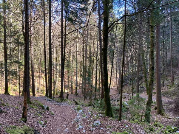 Sentiers Randonnées Pédestres Sportives Récréatives Dans Canyon Long Orbe Vallorbe — Photo