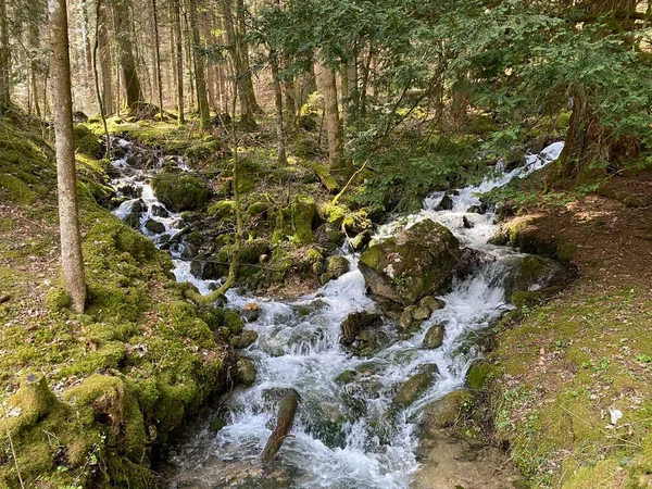 Torrent Přítoky Krasovými Prameny Oblasti Pramene Řeky Orby Jejím Kaňonu — Stock fotografie