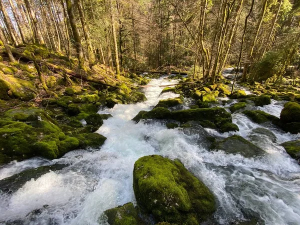 Torrentbifloder Med Karstkilder Området Omkring Orbas Udspring Dens Kløft Vallorbe - Stock-foto