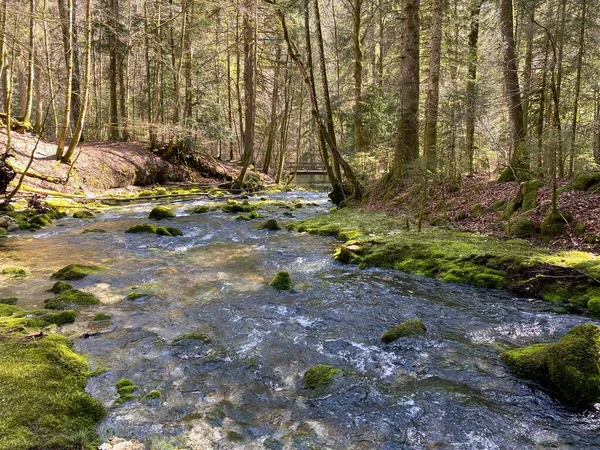 Torrent Přítoky Krasovými Prameny Oblasti Pramene Řeky Orby Jejím Kaňonu — Stock fotografie