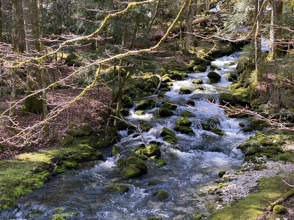 Torrent Přítoky Krasovými Prameny Oblasti Pramene Řeky Orby Jejím Kaňonu — Stock fotografie