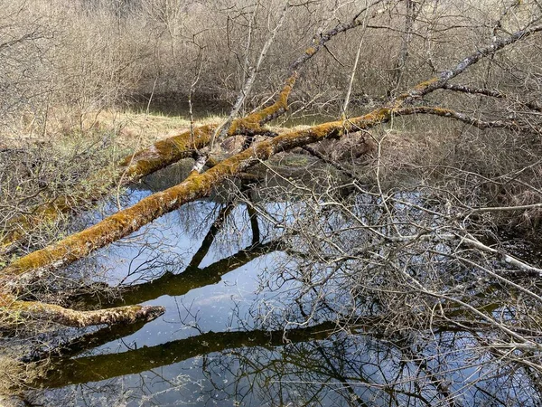 Educational Trail Swamp Grand Morcel Sentier Pedagogique Marais Grand Morcel — Stock Photo, Image