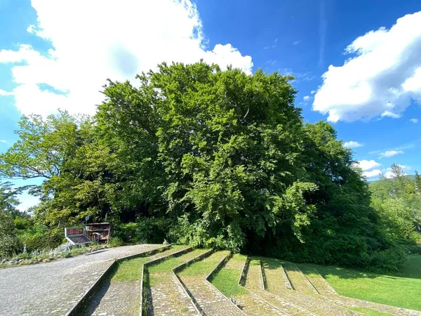 สวนพฤกษศาสตร ของมหาว ทยาล คหร Botanischer Der Universitaet Zuerich Botanischer Der — ภาพถ่ายสต็อก