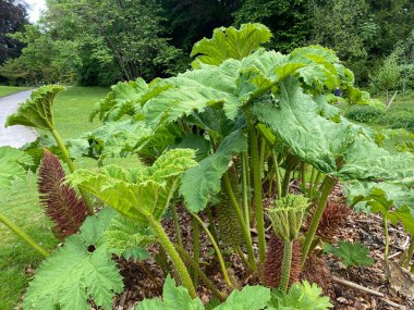 Dev rhubarb (Gunnera tinctoria), Şili rhubarb, Şili-Mammutblatt, Şili-Rhaberber, La nalca, Pangue veya Divovska rabarbara (İsviçre Zürih Üniversitesi Botanik Bahçesi, İsviçre)