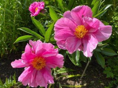 Çin bitkisel şakayığı (Paeonia lactiflora), yaygın bahçe şakayığı, Milchweisse Pfingstrose, Chinesische Pfingstrose oder Edel-Pfingstrose (İsviçre Zürih Üniversitesi Botanik Bahçesi, İsviçre)