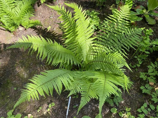 Scaly Samiec Paproci Dryopteris Affinis Złotej Łuski Samiec Paproci Heimischer — Zdjęcie stockowe