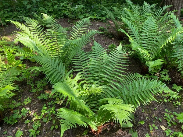 Pullu erkek eğreltiotu (Dryopteris affinis), altın pullu erkek eğreltiotu, Heimischer Goldschuppenfarn oder Goldschuppen-Farn, Sumska ili Zlatna miska paprat (The Botanik Garden Zürih, İsviçre)