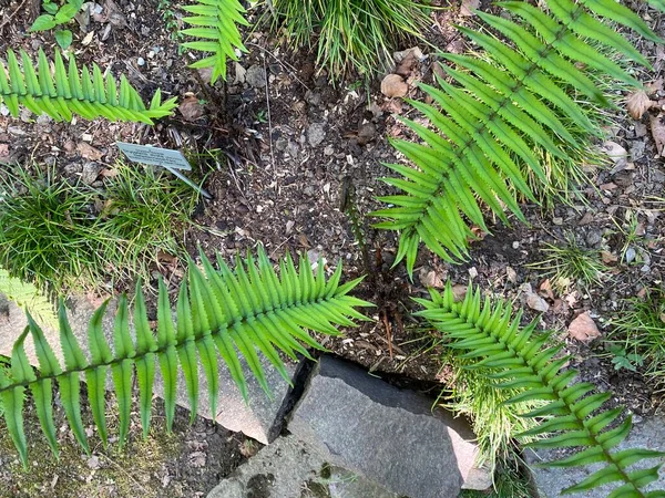 Felce Scudo Shaggy Dryopteris Atrata Felce Legno Shaggy Elefantenruesselfarn Oder — Foto Stock